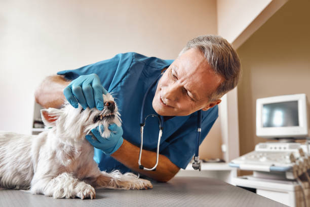 Best After-Hours Emergency Dentist in Nettleton, MS